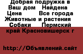 Добрая подружка,в Ваш дом!!!Найдена › Цена ­ 10 - Все города Животные и растения » Собаки   . Пермский край,Красновишерск г.